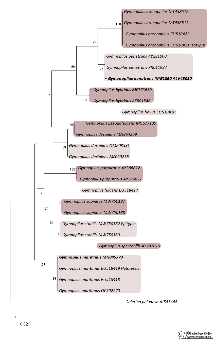 Gymnopilus maritimus albero filogenetico ITS