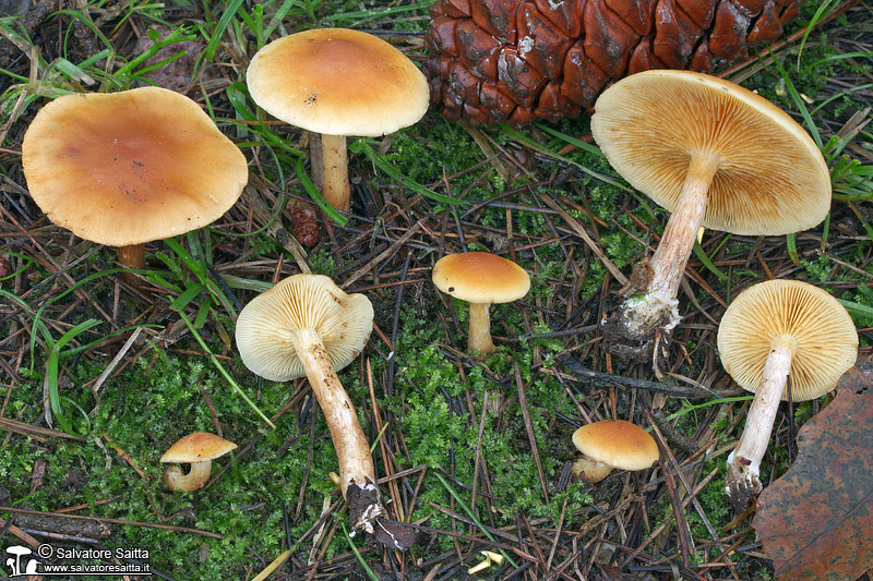 Gymnopilus penetrans foto 1