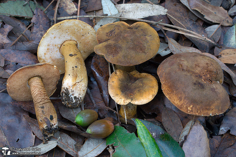 Gyroporus castaneus foto 1