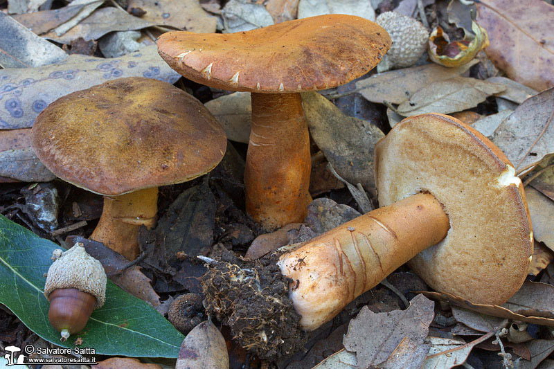 Gyroporus castaneus foto 2