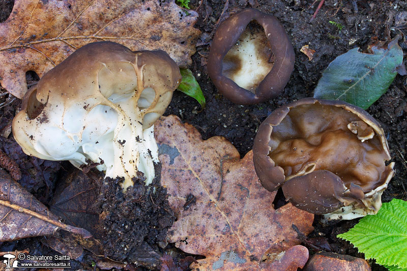 Helvella acetabulum foto 1