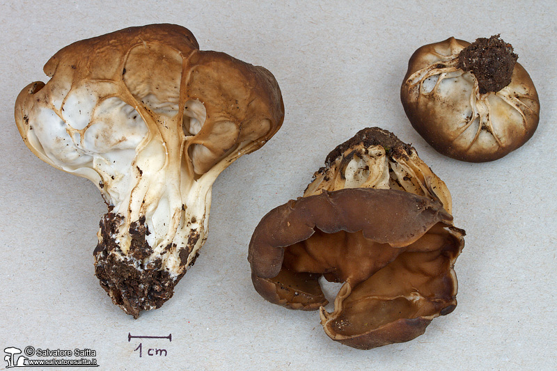 Helvella acetabulum foto 2