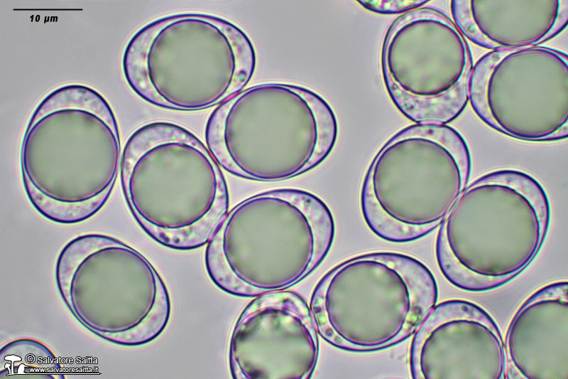 Helvella acetabulum spore foto 1