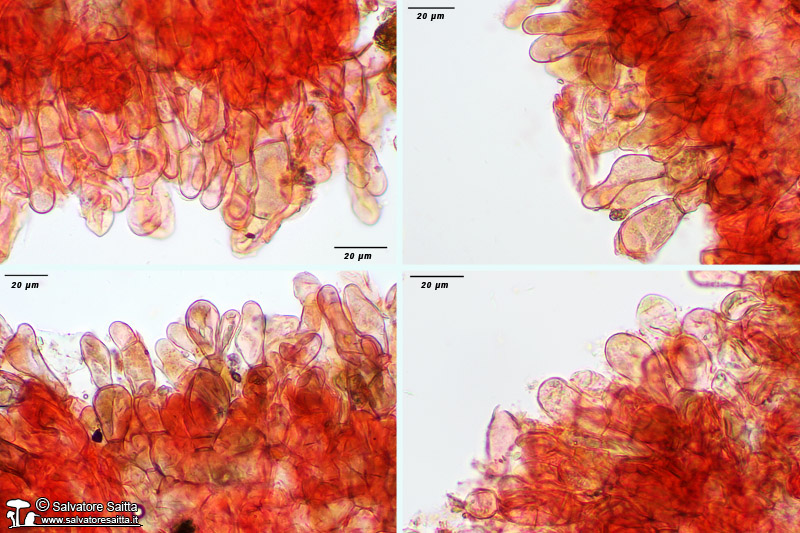 Helvella acetabulum excipulum ectale foto 1