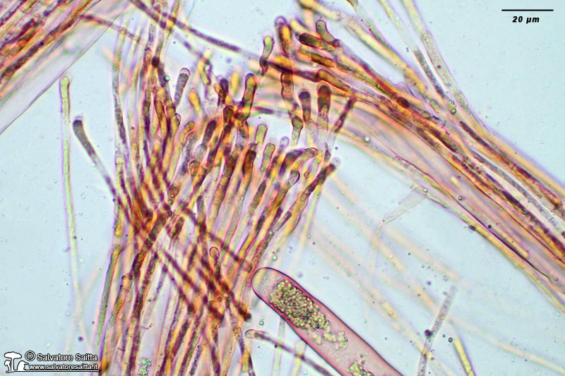Helvella acetabulum parafisi foto 1