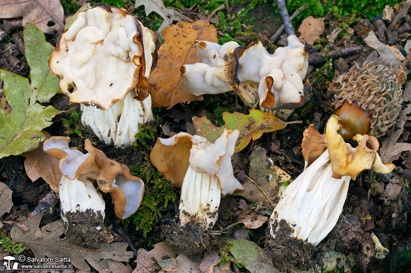 Helvella crispa foto 1