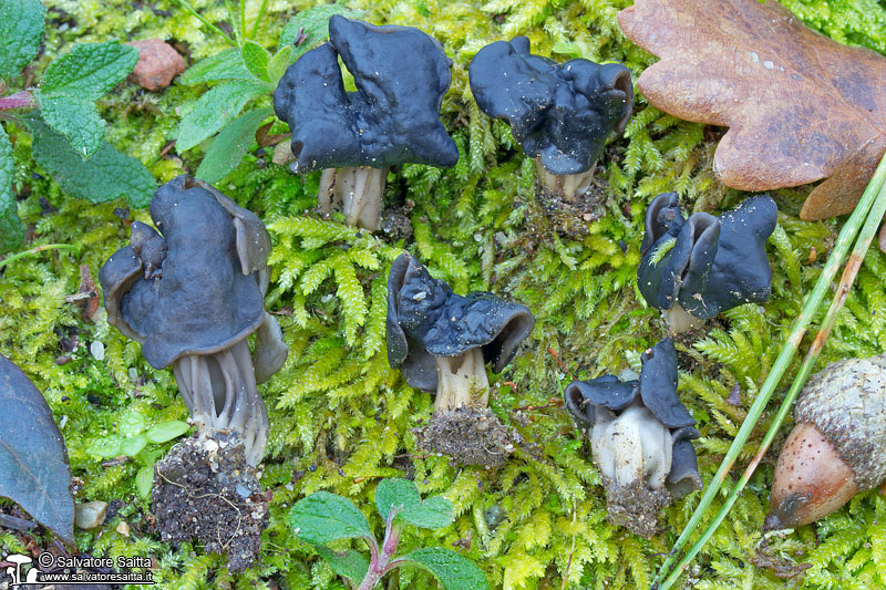 Helvella hispanica foto 1