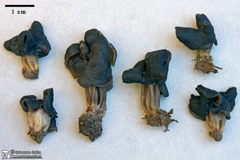 Helvella hispanica foto 1b