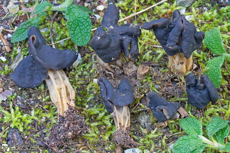 Helvella hispanica foto 2