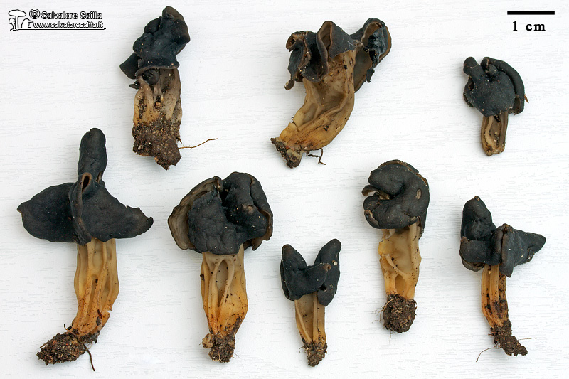 Helvella hispanica foto 2b