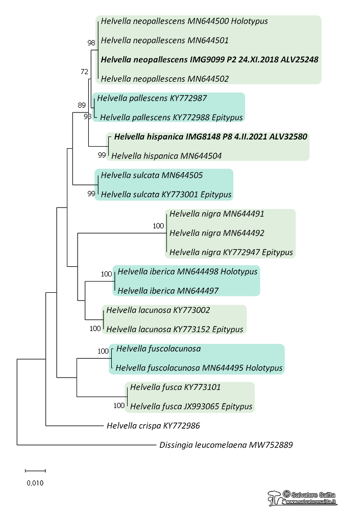 Helvella albero filogenetico foto 1