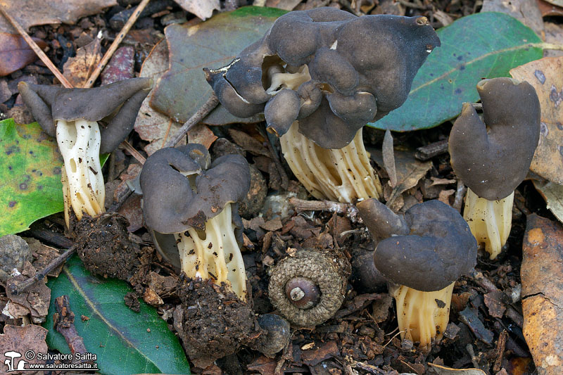 Helvella neopallescens foto 1