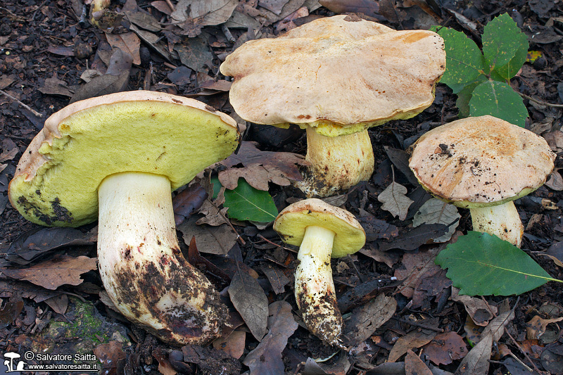 Hemileccinum impolitum foto 1
