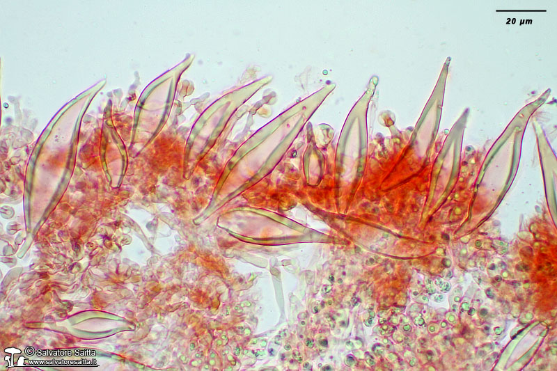 Hohenbuehelia petaloides cistidi foto 1