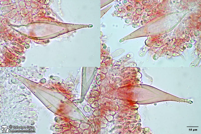 Hohenbuehelia petaloides cistidi foto 3