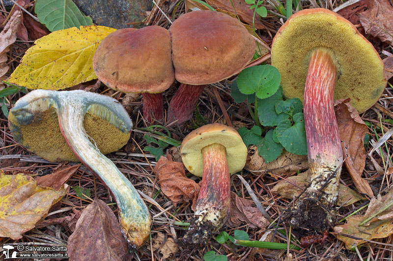 Hortiboletus bubalinus foto 1