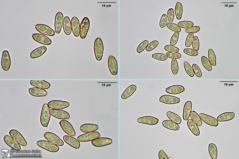 Hortiboletus bubalinus spore foto 1