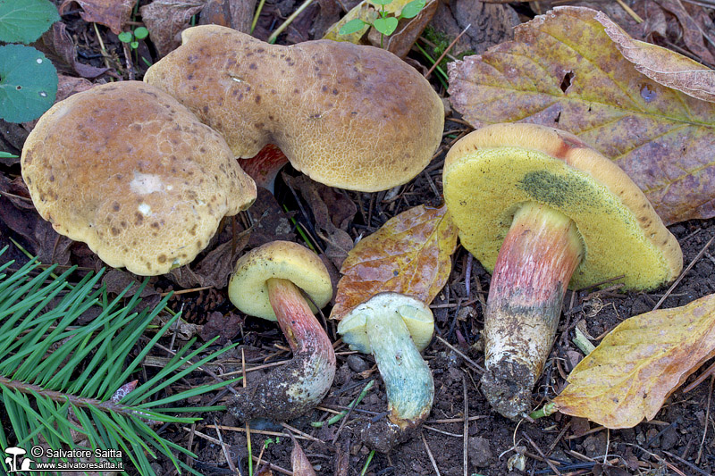 Hortiboletus bubalinus foto 2