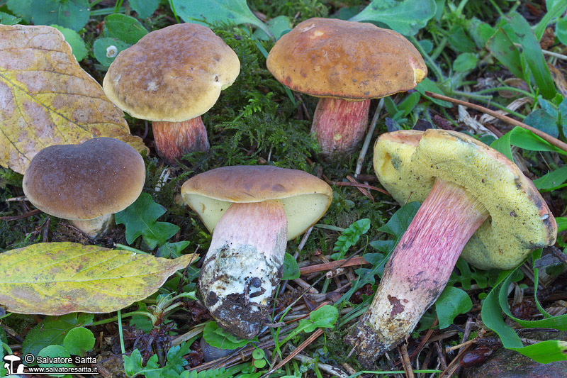 Hortiboletus bubalinus foto 3