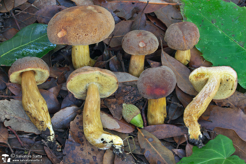 Xerocomus engelii foto 9