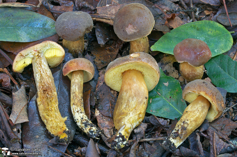 Xerocomus engelii foto 7