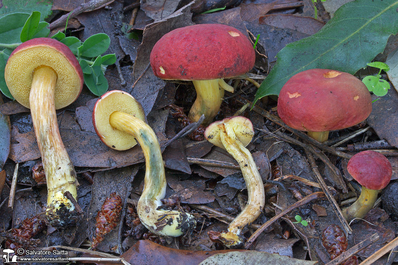 Xerocomus engelii foto 8