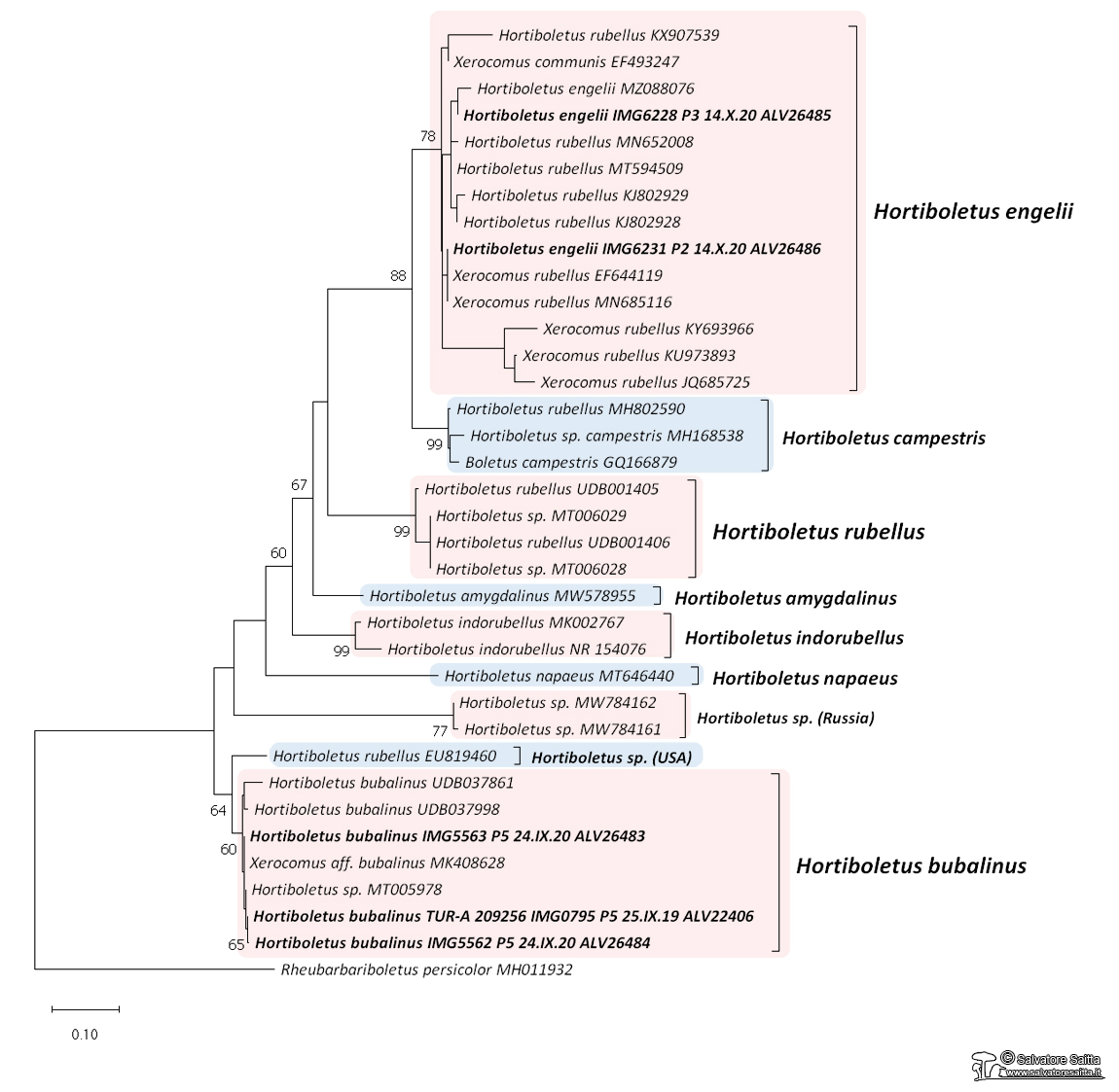 Hortiboletus genere albero filogenetico foto 1