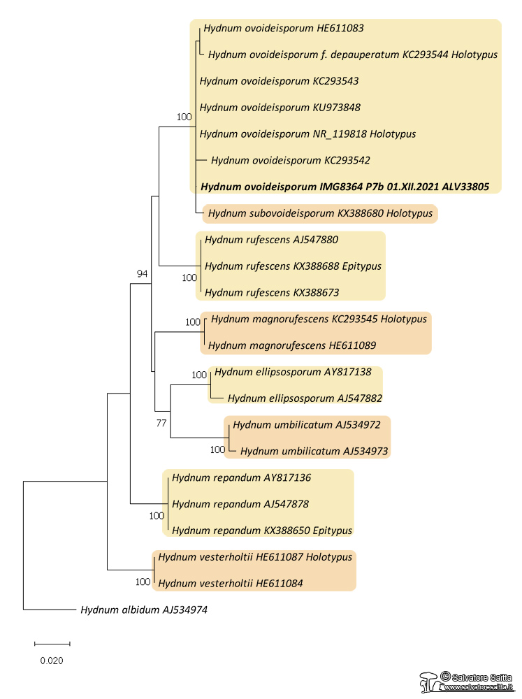 Hydnum albero filogenetico foto 1