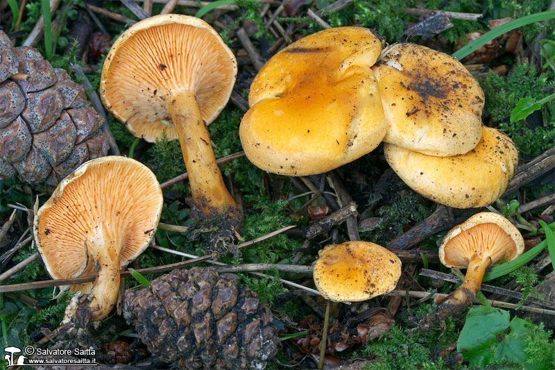 Hygrophoropsis aurantiaca foto 2