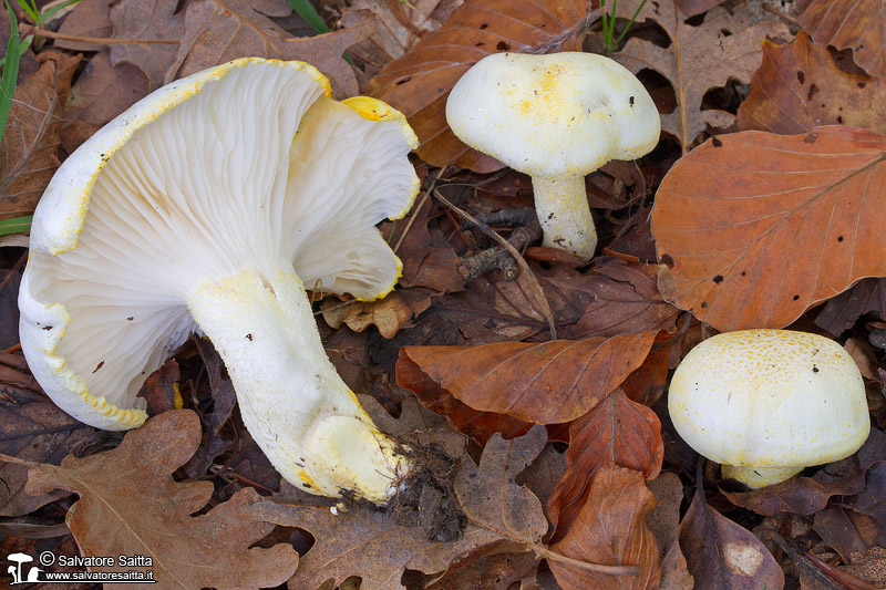 Hygrophorus chrysodon foto 1