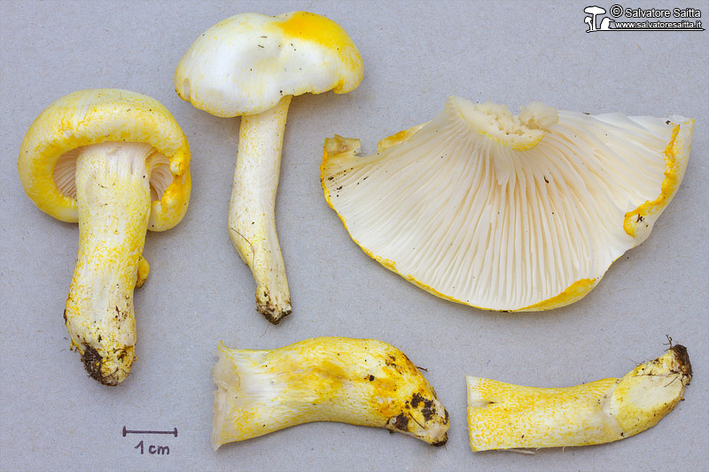 Hygrophorus chrysodon foto 1b