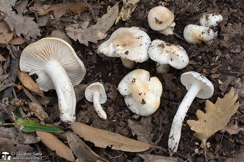Hygrophorus cossus foto 1
