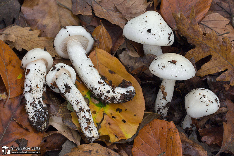 Hygrophorus eburneus foto 2