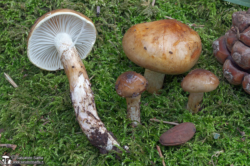 Hygrophorus latitabundus foto 1