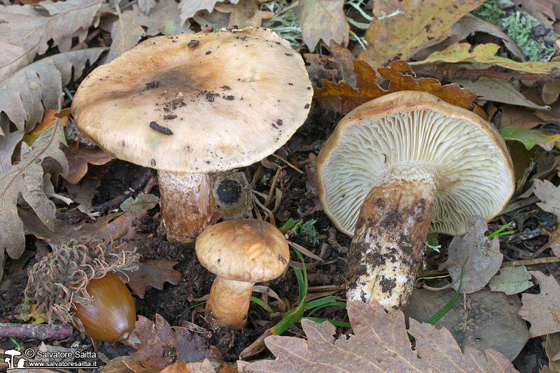 Hygrophorus persoonii foto 1