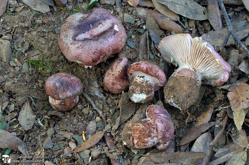 Hygrophorus russula foto 1