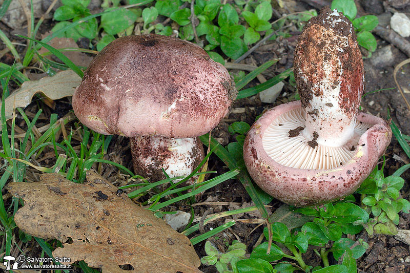 Hygrophorus russula foto 2