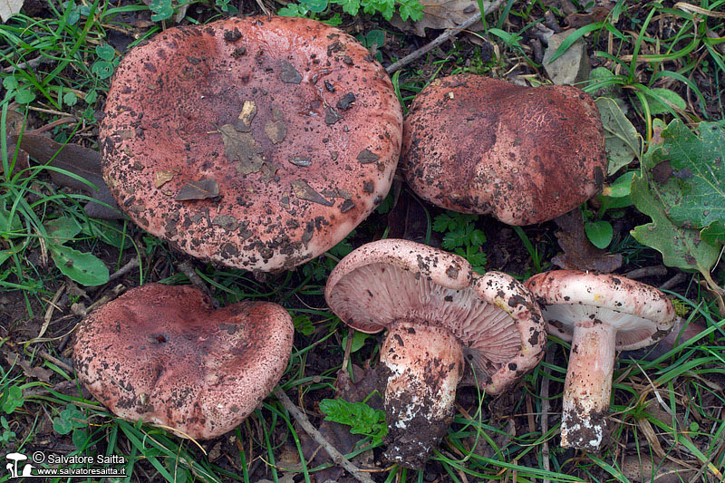 Hygrophorus russula foto 3