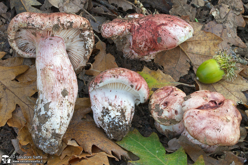 Hygrophorus russula foto 4