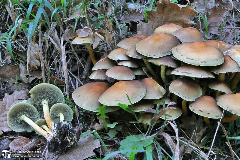 Hypholoma fasciculare foto 1