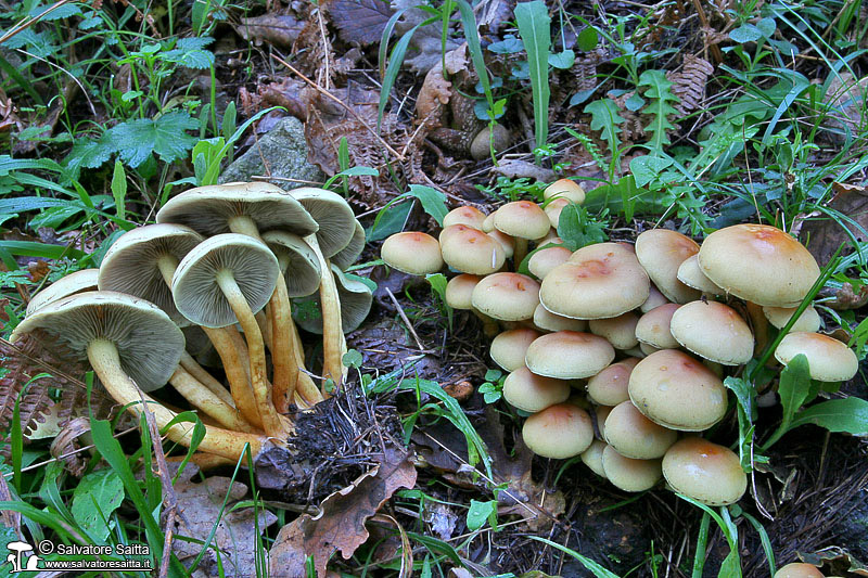 Hypholoma fasciculare foto 2