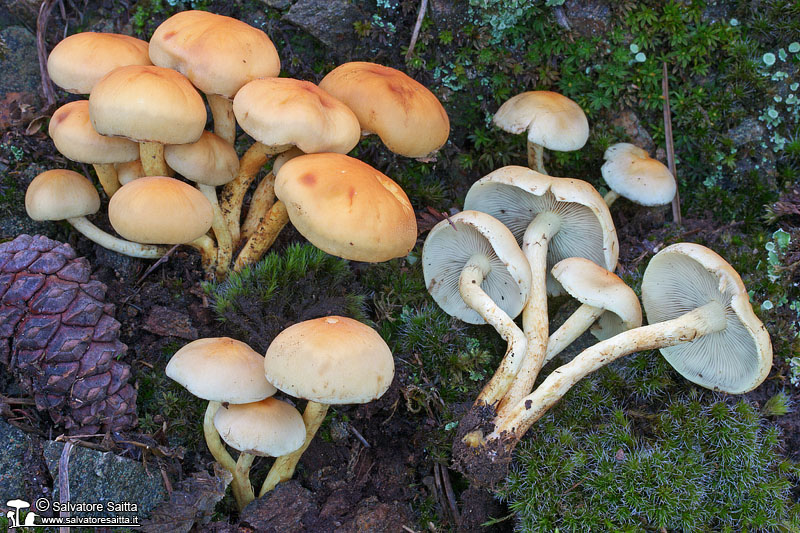 Hypholoma fasciculare foto 3