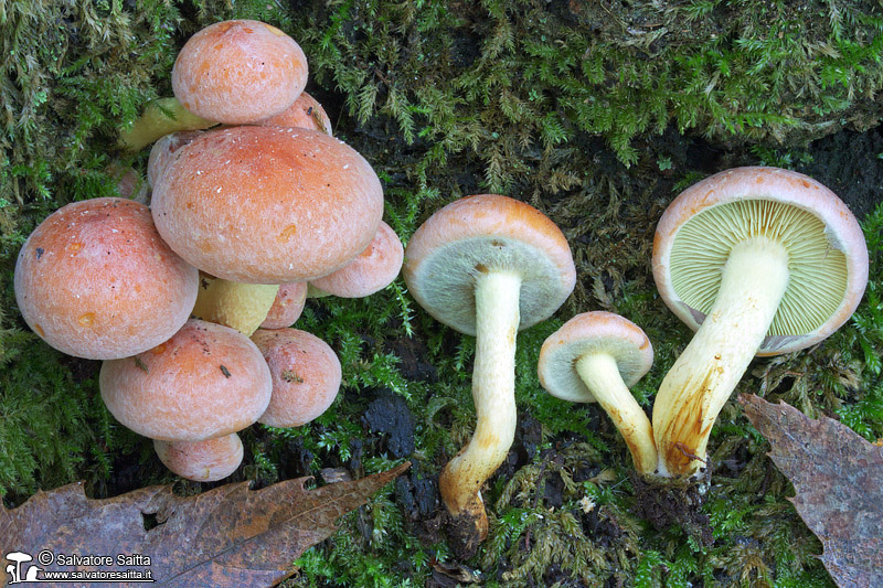 Hypholoma fasciculare foto 4