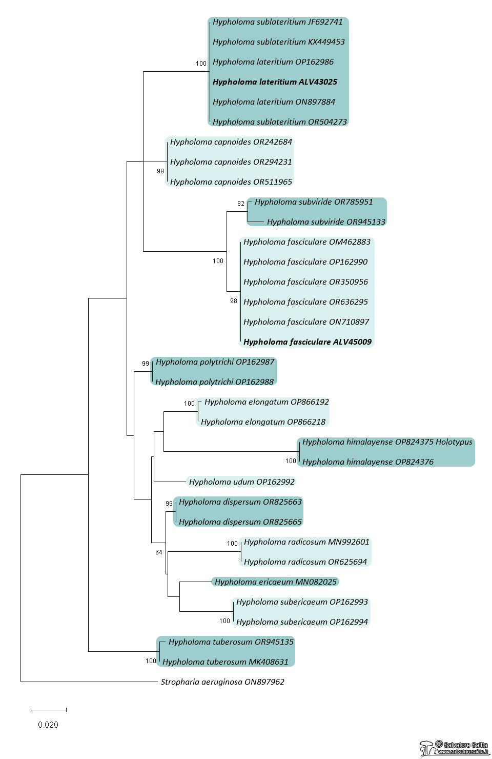 Hypholoma albero filogenetico ITS