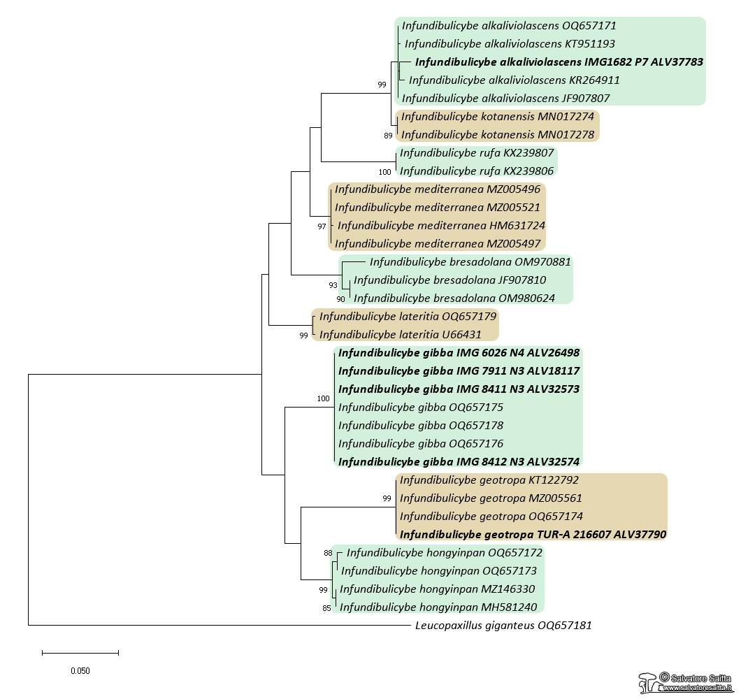 Infundibulicybe albero filogenetico