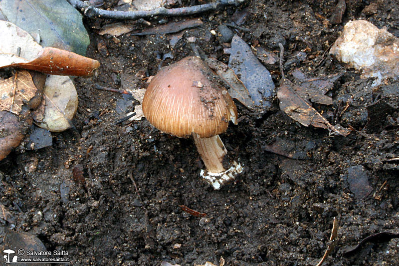 Inocybe asterospora foto 1