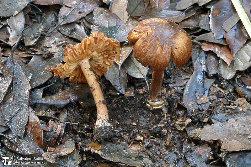 Inocybe asterospora foto 2