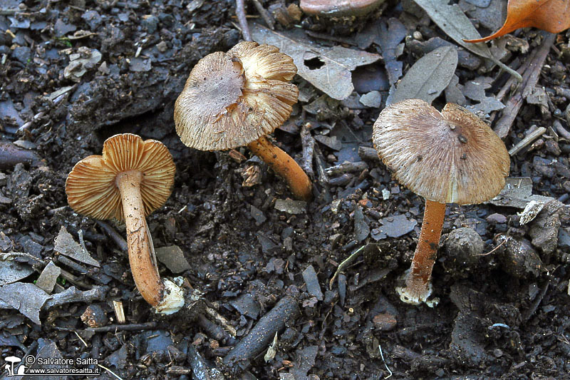 Inocybe asterospora foto 3