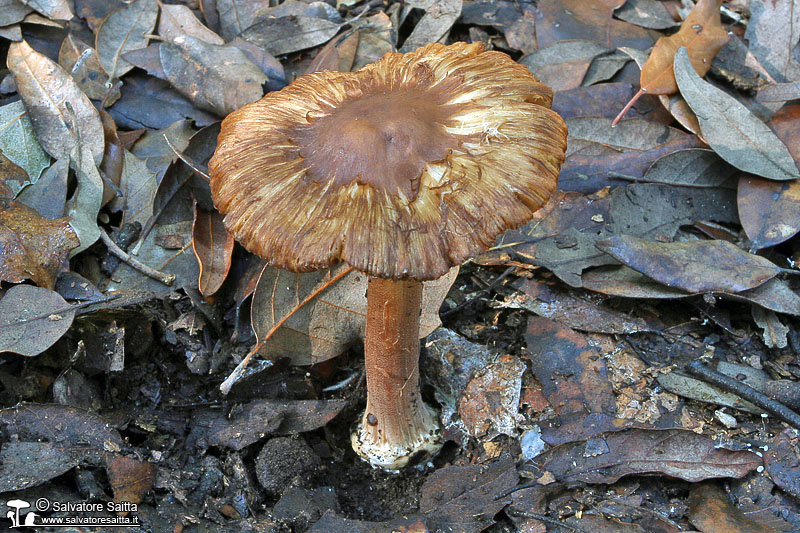 Inocybe asterospora foto 4