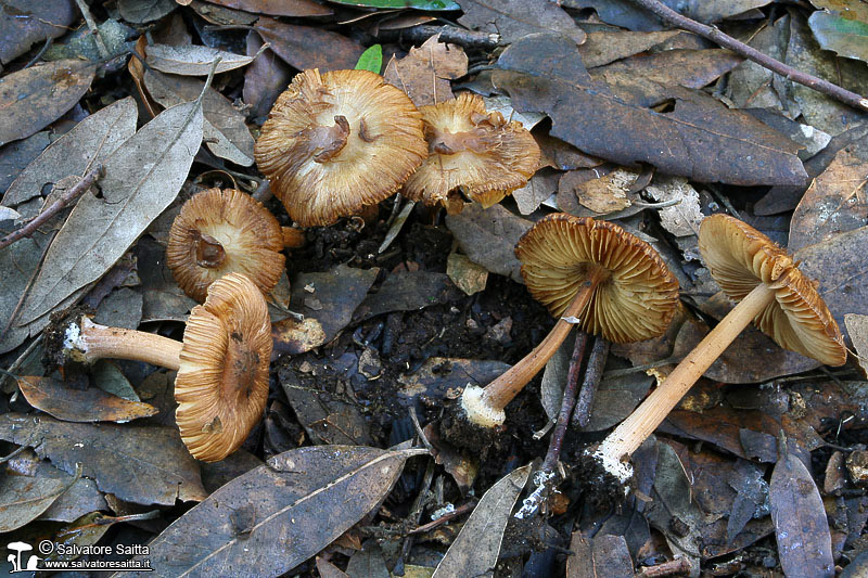 Inocybe asterospora foto 5